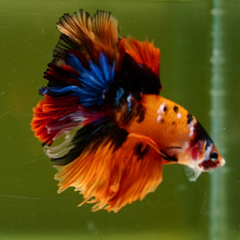 Male Orange Nemo Mask Rose Tail HM Premium Thailand