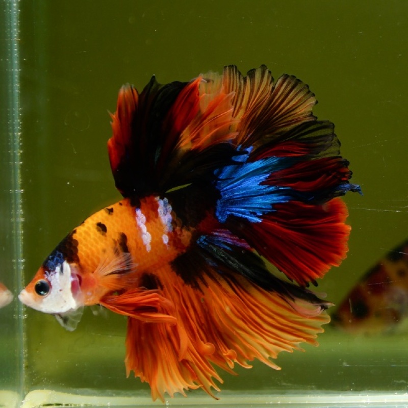 Male Orange Nemo Mask Rose Tail HM Premium Thailand