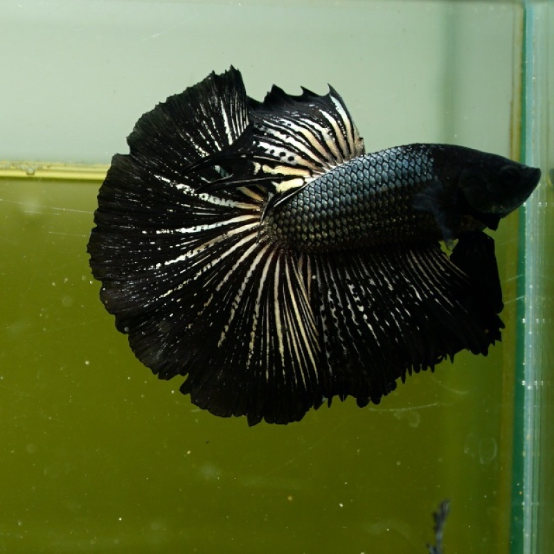 Male Black Copper Butterfly Rose Tail HM Premium Thailand