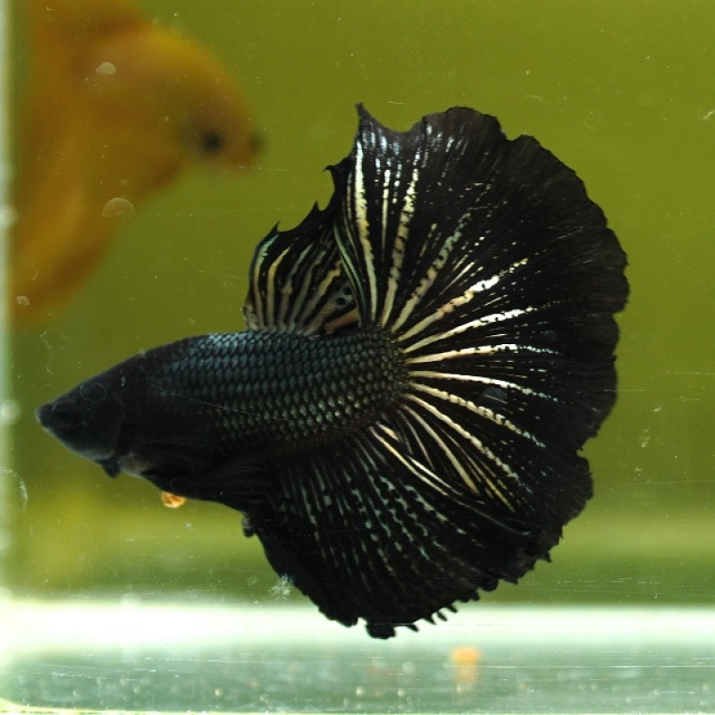 Male Black Copper Butterfly Rose Tail HM Premium Thailand