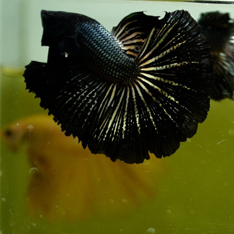 Male Black Copper Butterfly Rose Tail HM Premium Thailand