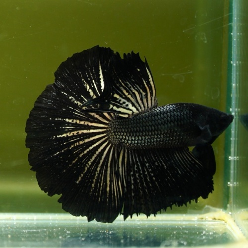 Male Black Copper Butterfly Rose Tail HM Premium Thailand