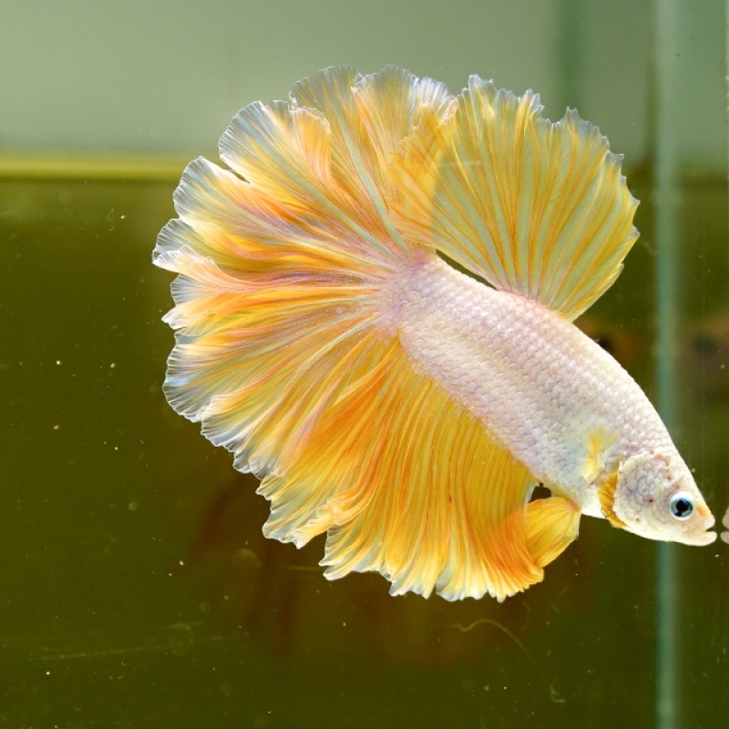 Male Yellow Dragon Rose Tail HM Premium Thailand