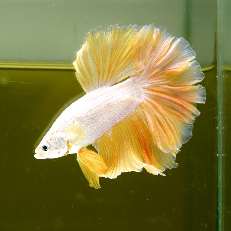 Male Yellow Dragon Rose Tail HM Premium Thailand