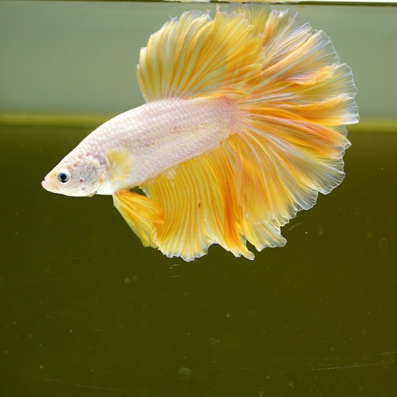 Male Yellow Dragon Rose Tail HM Premium Thailand