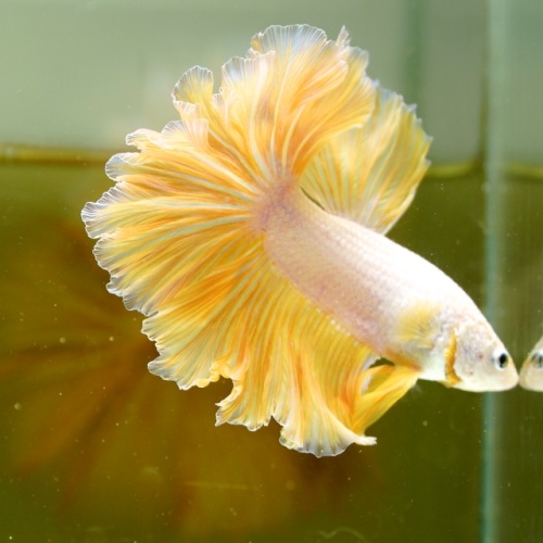 Male Black Yellow Dragon Rose Tail HM Premium Thailand
