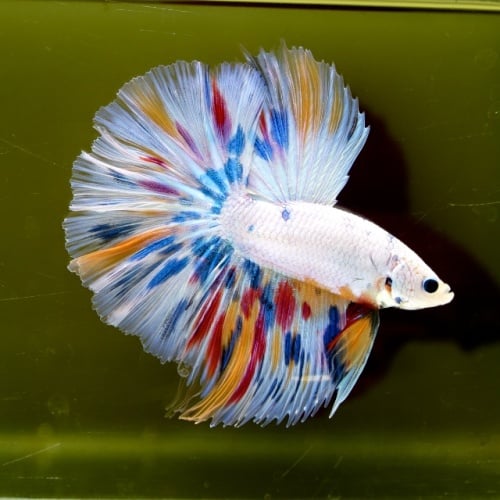 Male White Candy HM Premium Thailand