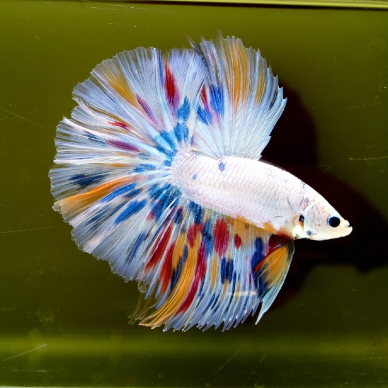 Male White Candy HM Premium Thailand