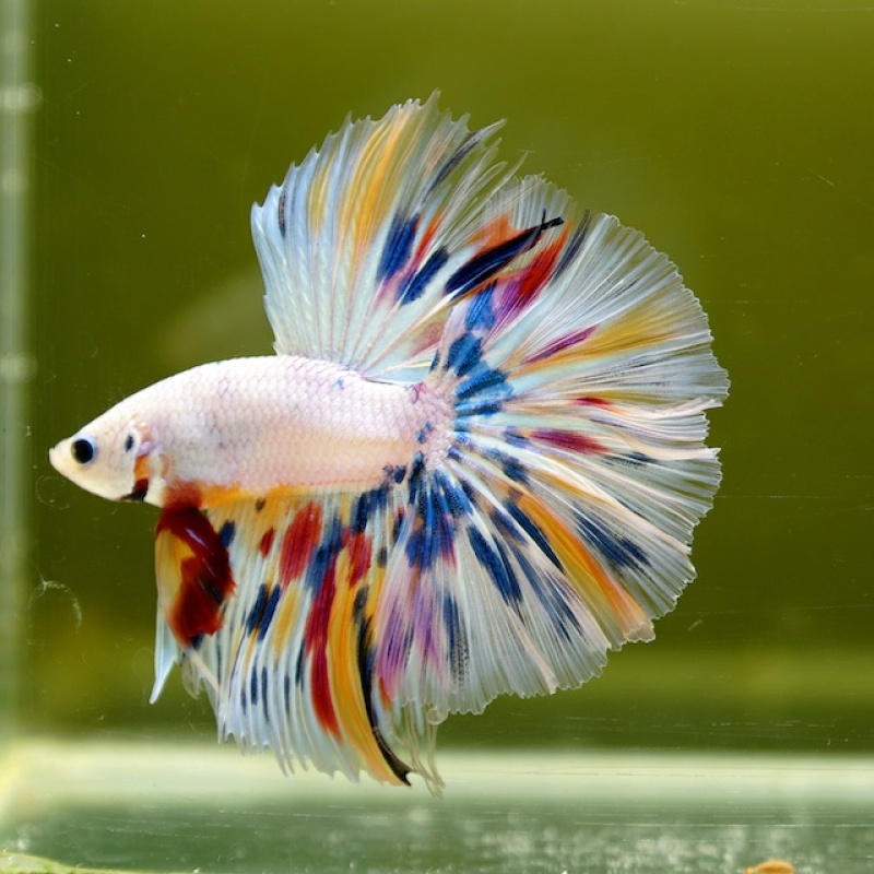 Male White Candy HM Premium Thailand
