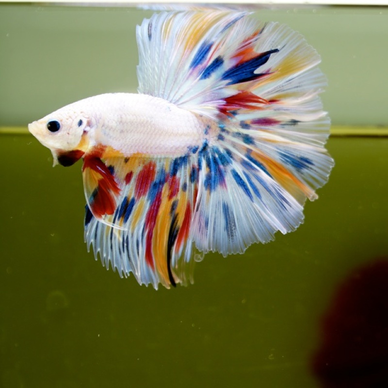 Male White Candy HM Premium Thailand