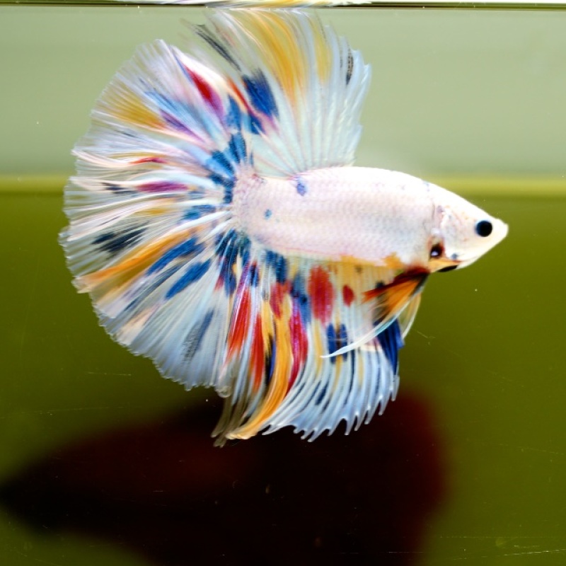 Male White Candy HM Premium Thailand