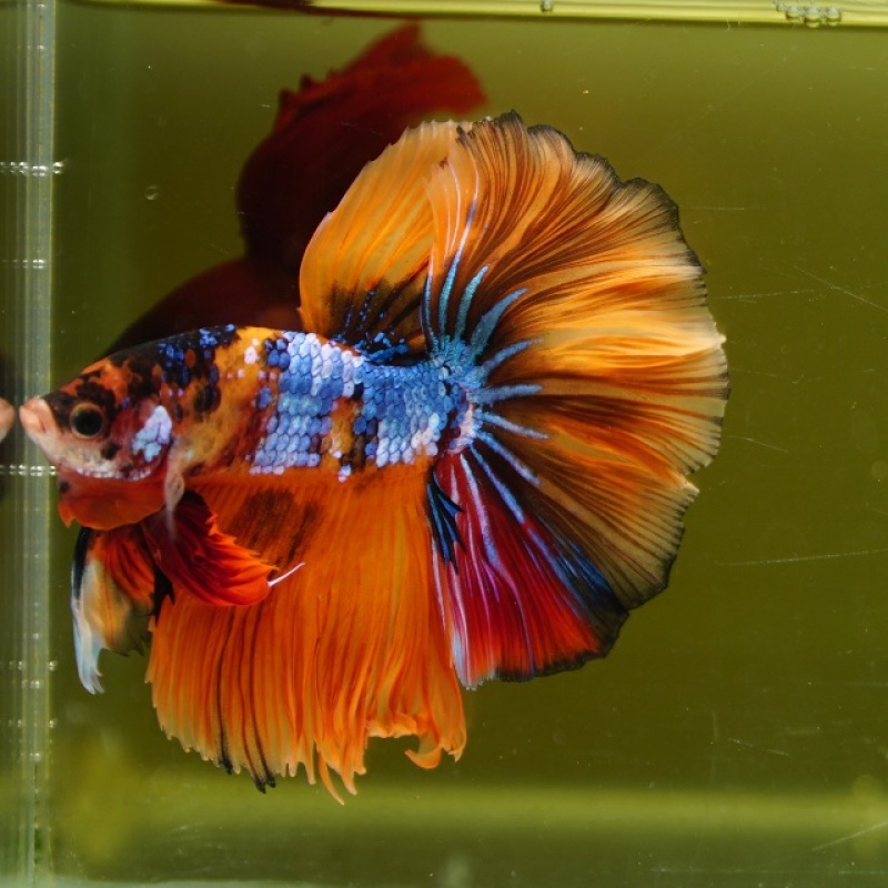 Male Orange Nemo Rose Tail HM Premium Thailand
