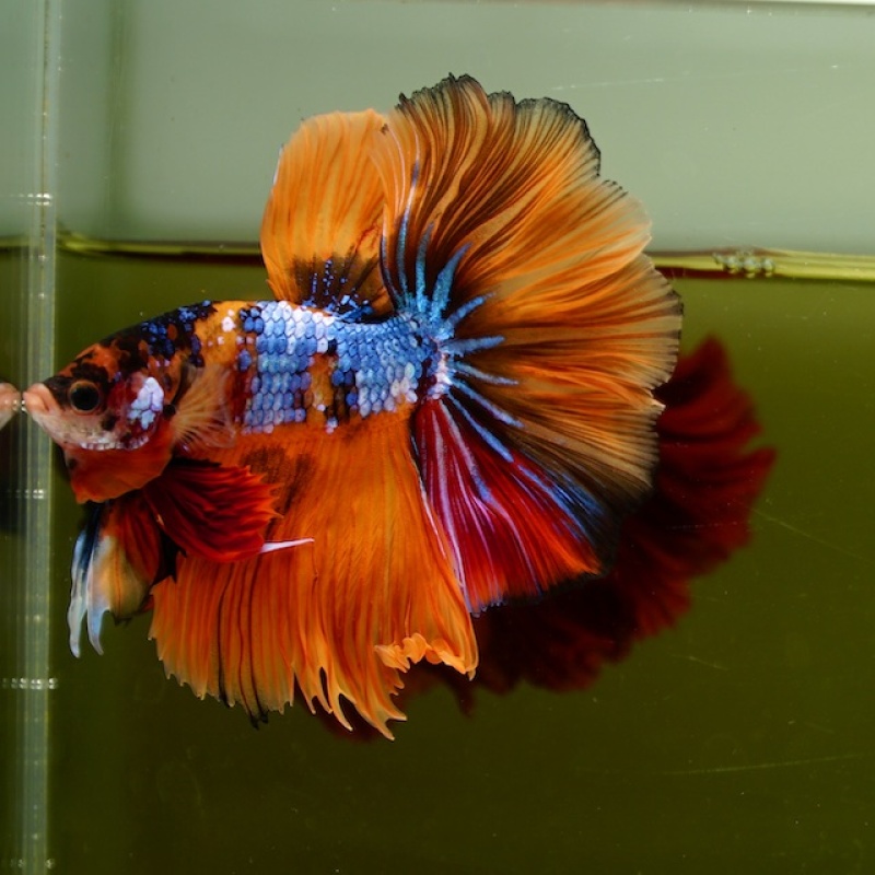 Male Orange Nemo Rose Tail HM Premium Thailand