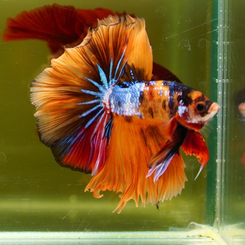 Male Orange Nemo Rose Tail HM Premium Thailand
