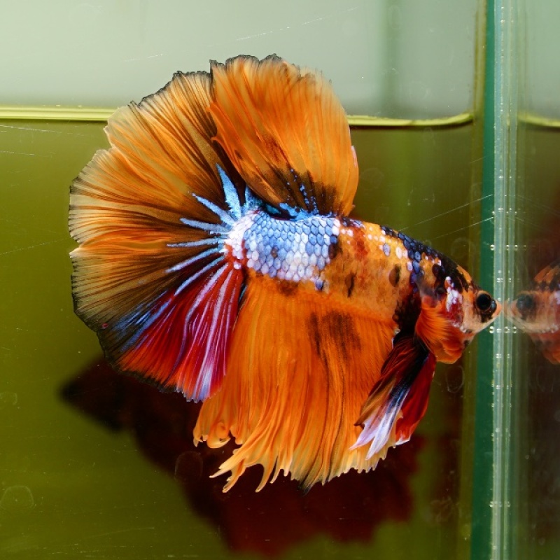 Male Orange Nemo Rose Tail HM Premium Thailand