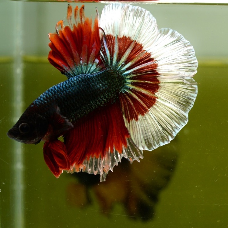 Male Copper Red Tail White Rim HM Premium Thailand