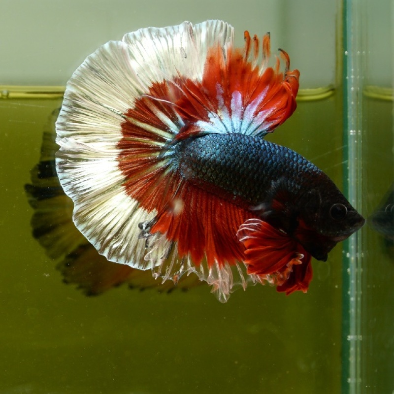 Male Copper Red Tail White Rim HM Premium Thailand