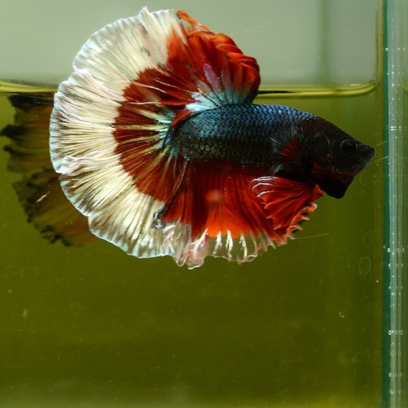 Male Copper Red Tail White Rim HM Premium Thailand