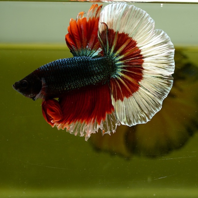 Male Copper Red Tail White Rim HM Premium Thailand