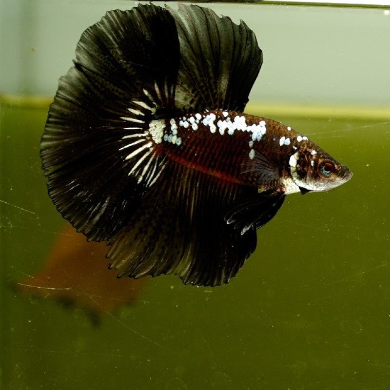 Male Black Samurai Copper HM Premium Thailand