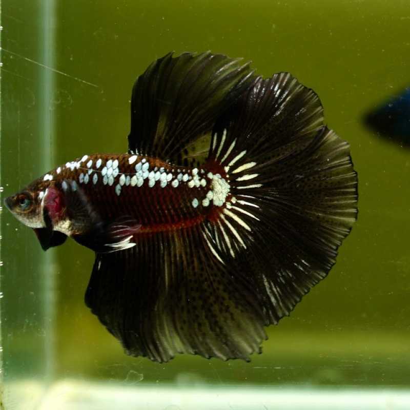Male Black Samurai Copper HM Premium Thailand