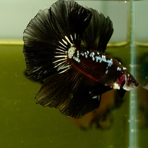 Male Black Samurai Copper HM Premium Thailand