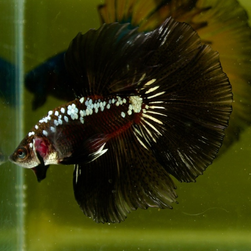Male Black Samurai Copper HM Premium Thailand