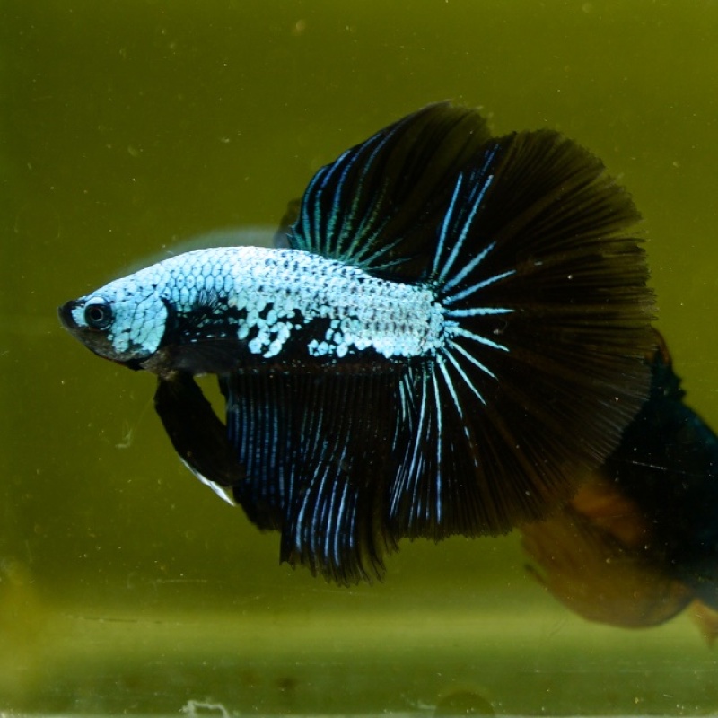 Male Blue Samurai Copper HM Premium Thailand