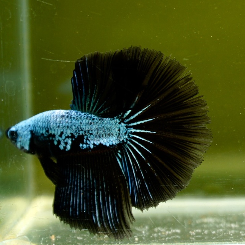 Male Blue Samurai Copper HM Premium Thailand