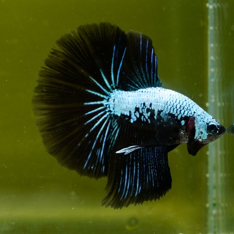 Male Blue Samurai Copper HM Premium Thailand