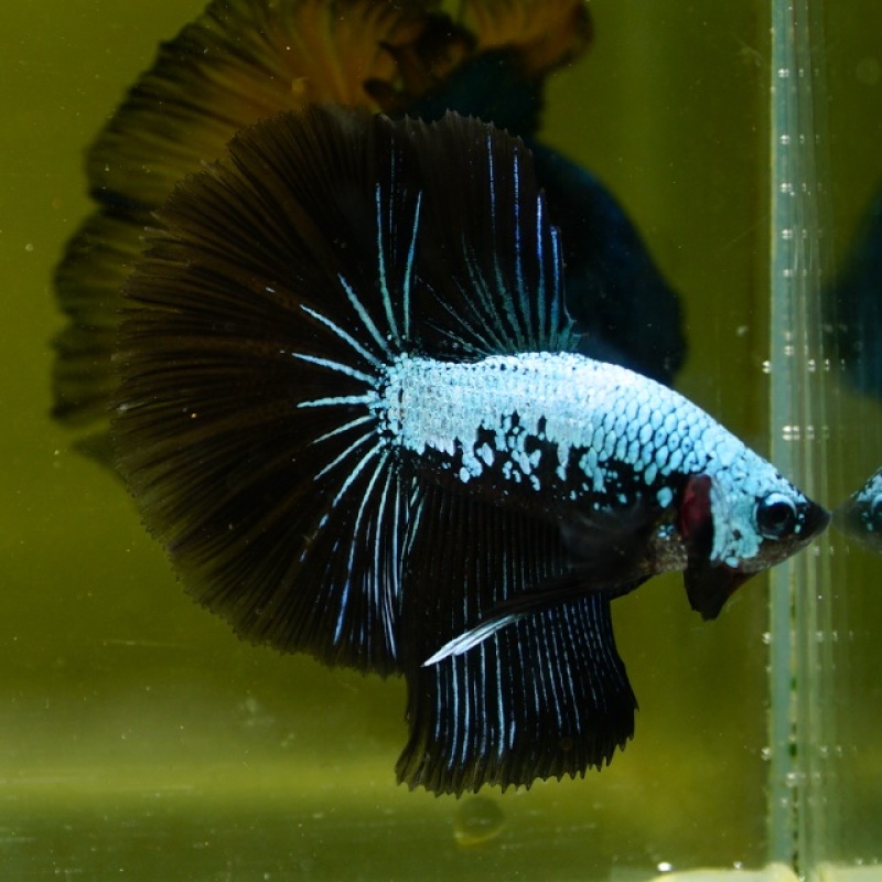 Male Blue Samurai Copper HM Premium Thailand