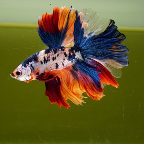 Male Nemo Candy Rose Tail HM Premium Thailand