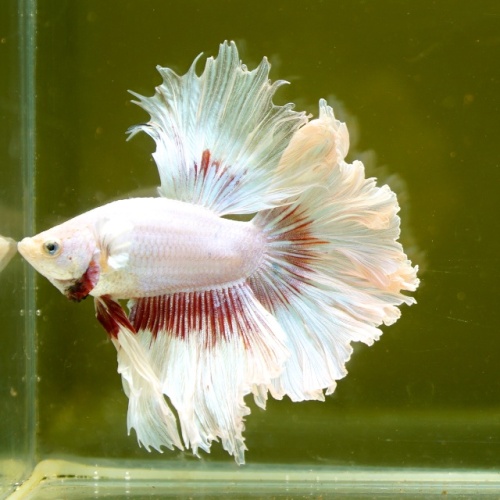 Male Pink Butterfly Rose Tail HM Premium Thailand