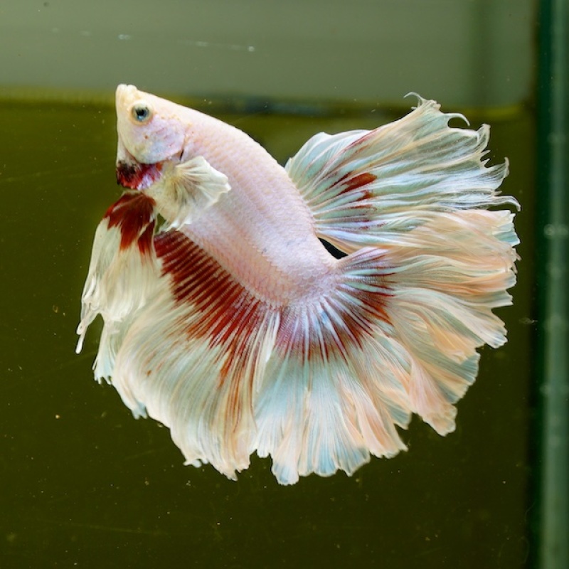 Male Pink Butterfly Rose Tail HM Premium Thailand