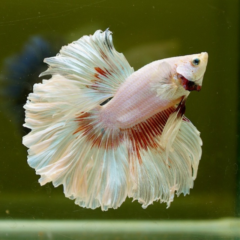 Male Pink Butterfly Rose Tail HM Premium Thailand