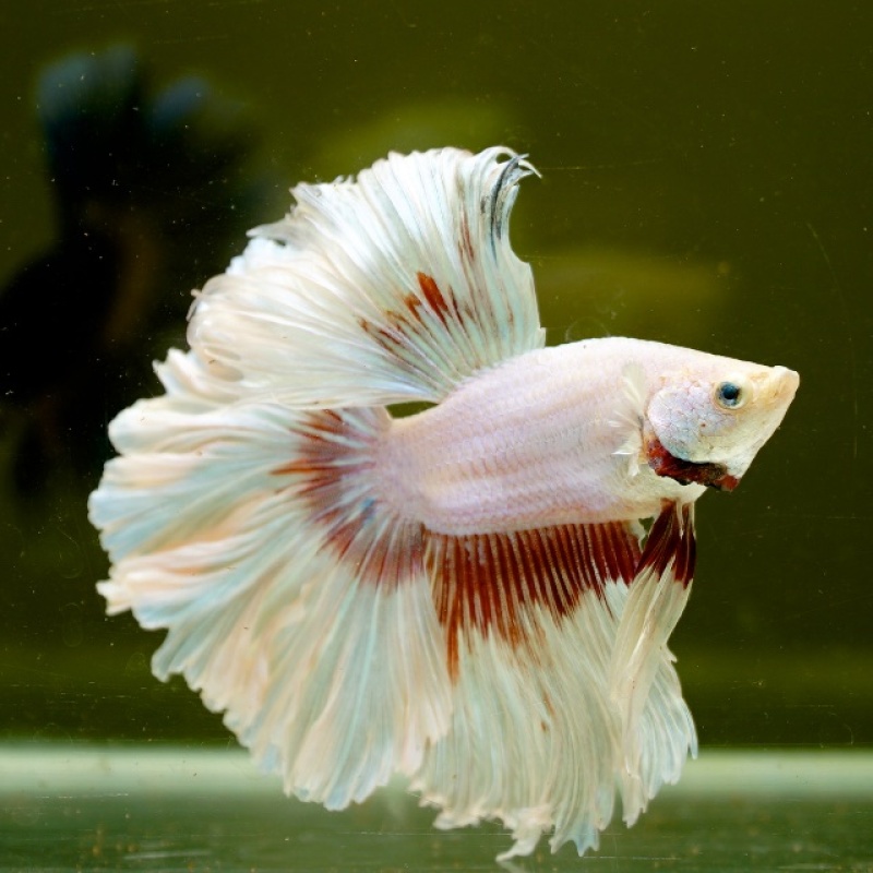 Male Pink Butterfly Rose Tail HM Premium Thailand
