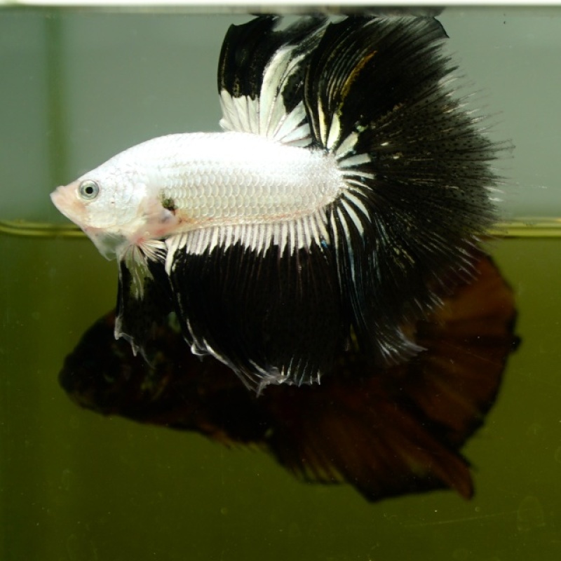 Male Black and White Copper HM Premium Thailand