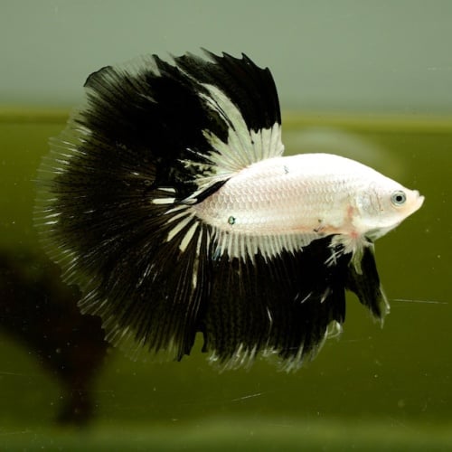 Male Black and White Copper HM Premium Thailand