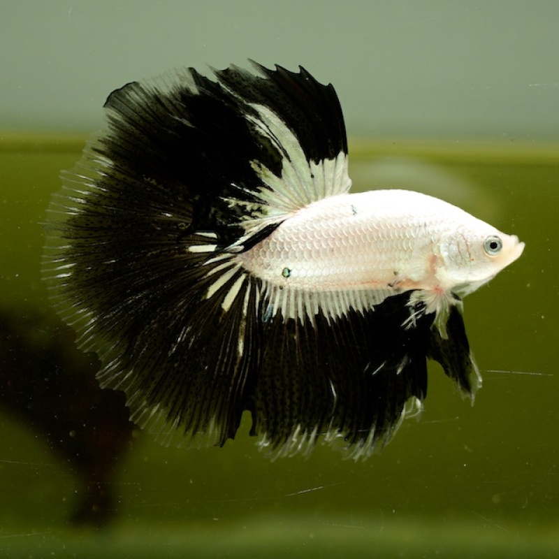 Male Black and White Copper HM Premium Thailand