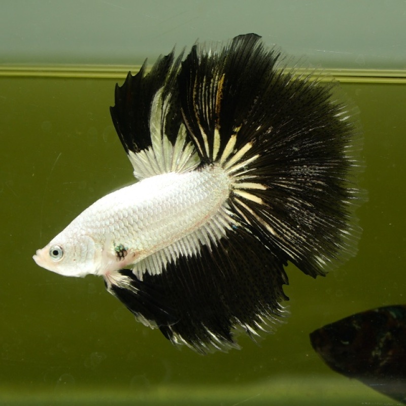 Male Black and White Copper HM Premium Thailand