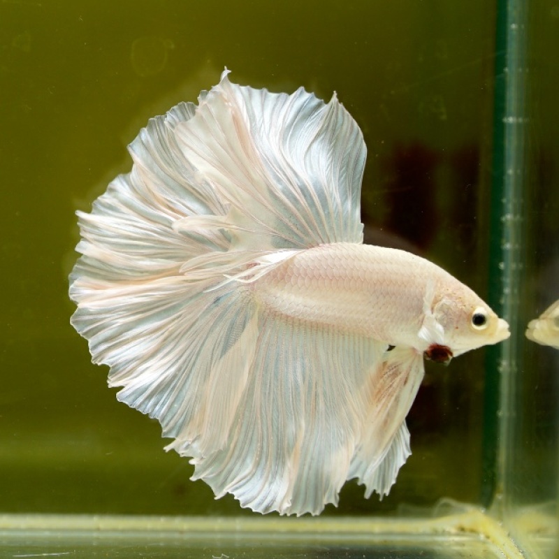 Male White Platinum Rose Tail HM Premium Thailand