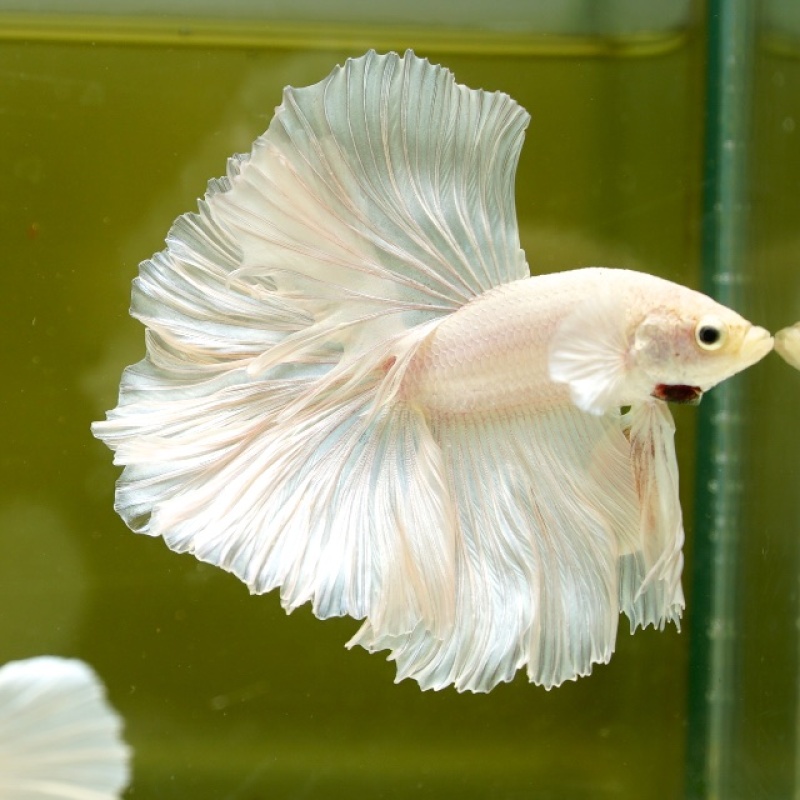 Male White Platinum Rose Tail HM Premium Thailand
