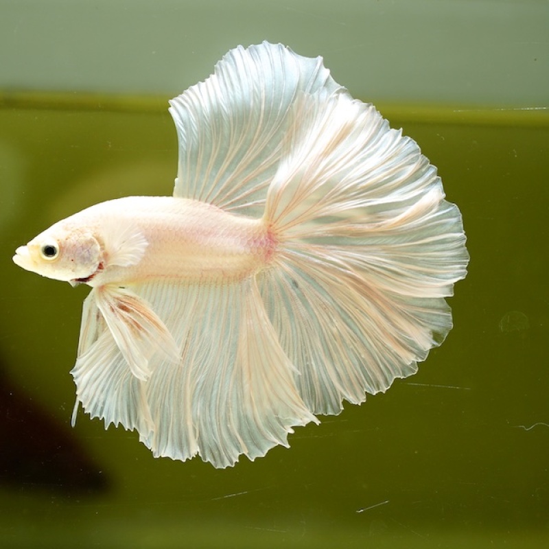 Male White Platinum Rose Tail HM Premium Thailand