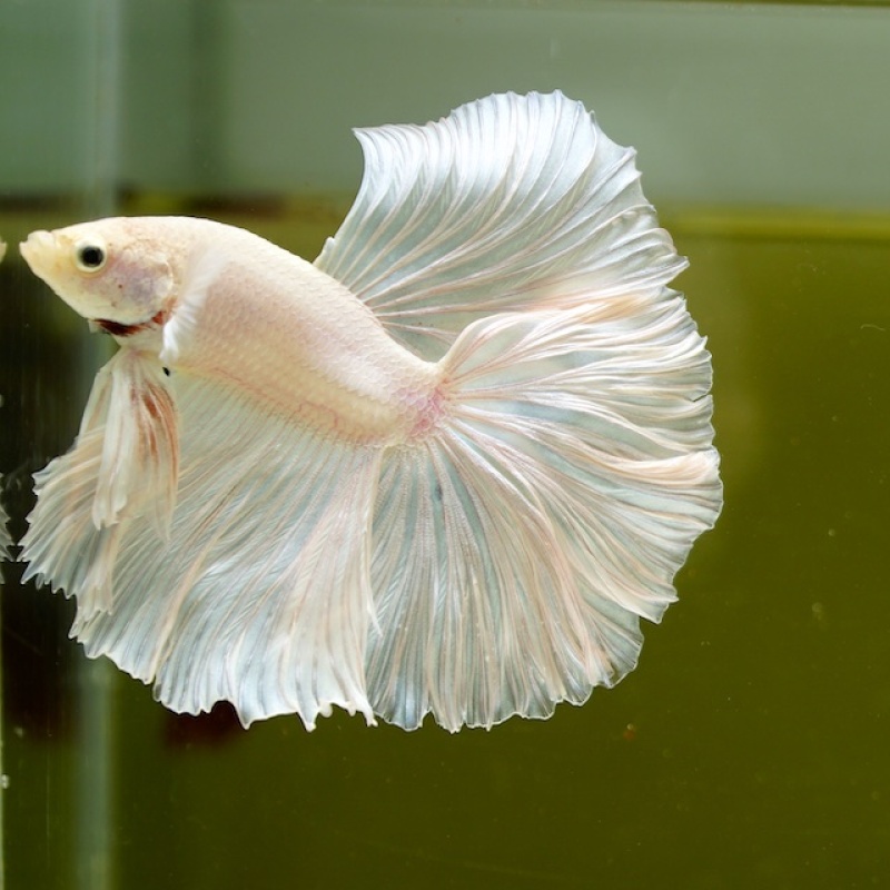 Male White Platinum Rose Tail HM Premium Thailand