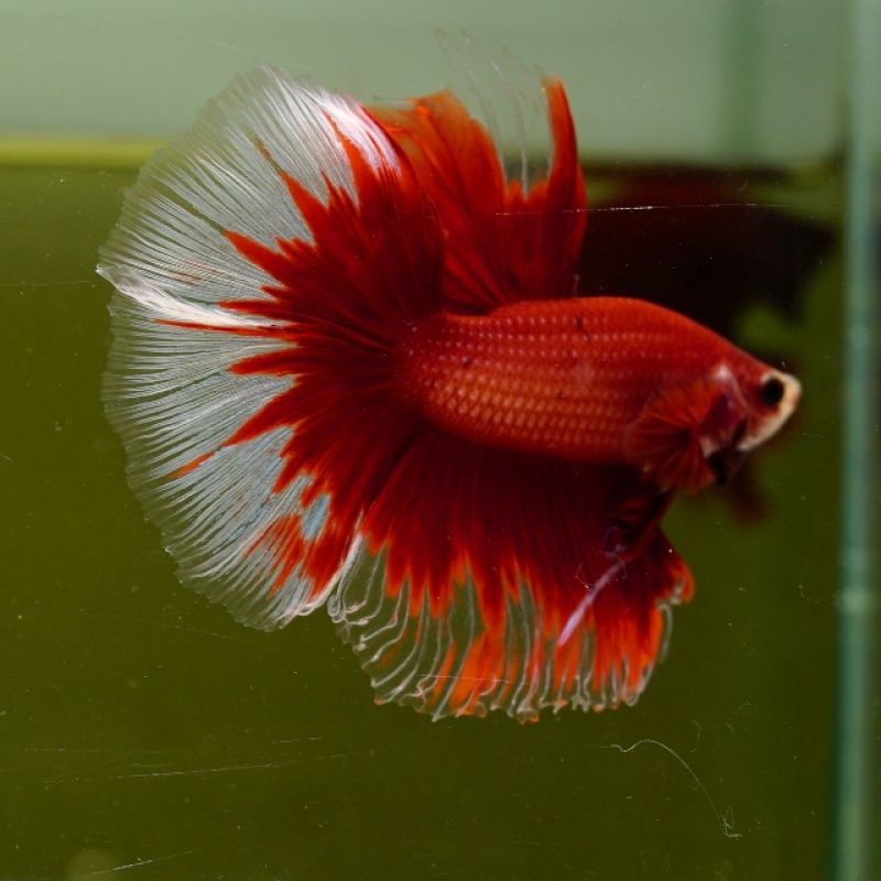 Male Red Butterfly Rose Tail HM Premium Thailand