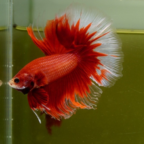 Male Red Butterfly Rose Tail HM Premium Thailand