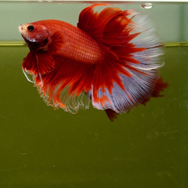 Male Red Butterfly Rose Tail HM Premium Thailand