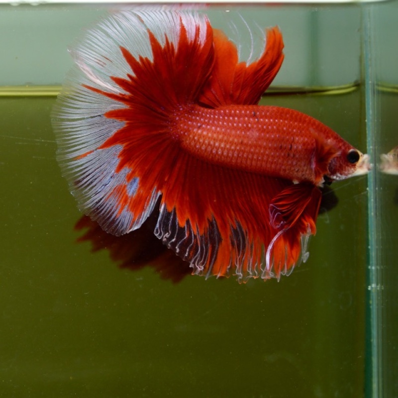 Male Red Butterfly Rose Tail HM Premium Thailand