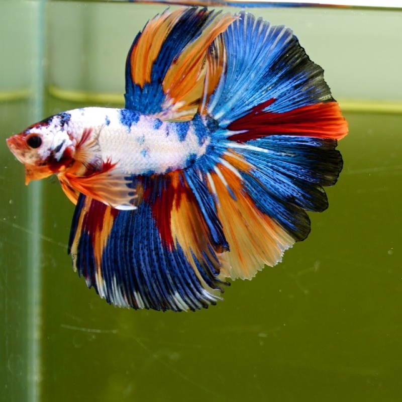 Male Marble Candy HM Premium Thailand