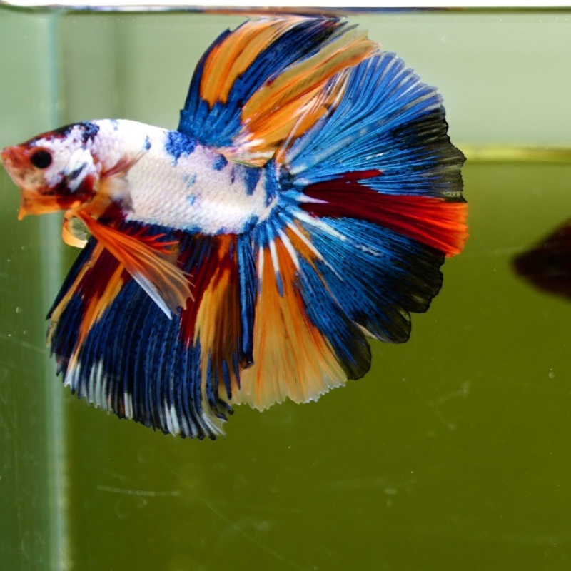 Male Marble Candy HM Premium Thailand